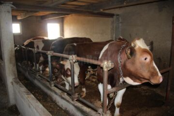 Prima expoziție dedicată în exclusivitate zootehniei va avea loc în județul Suceava, la Floreni