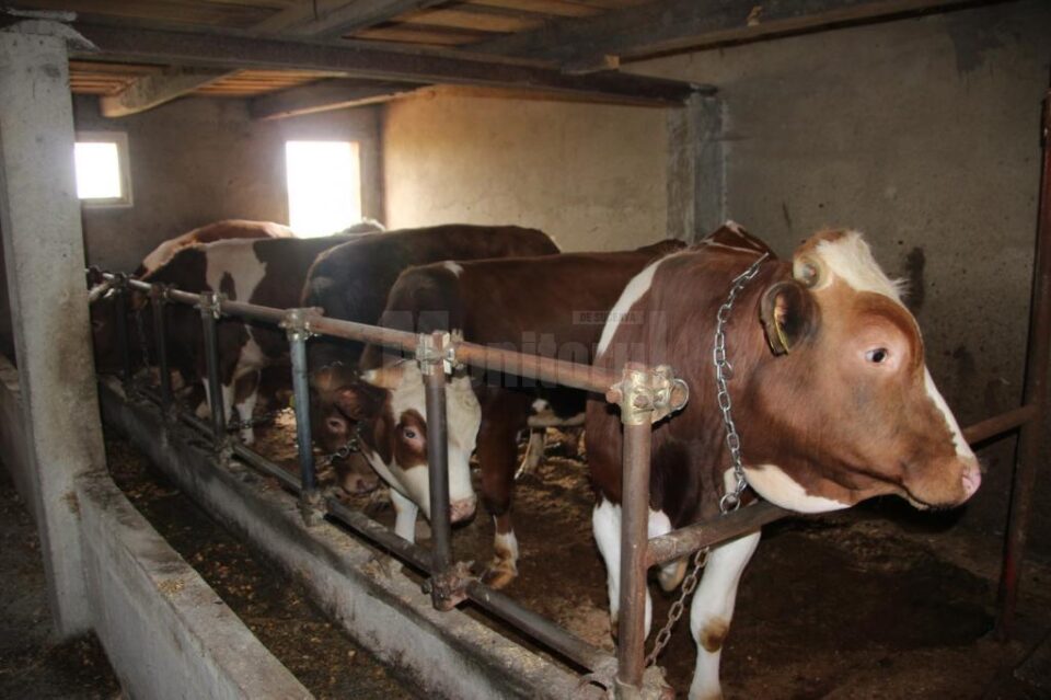 Prima expoziție dedicată în exclusivitate zootehniei va avea loc în județul Suceava, la Floreni