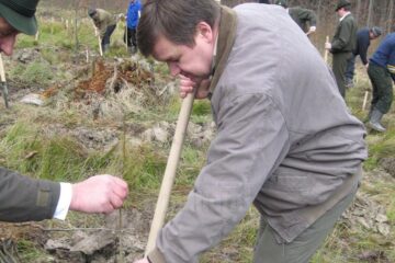 Sorin Ciobanu, șeful Direcției Silvice Suceava, plantând arbori la Pătrăuți