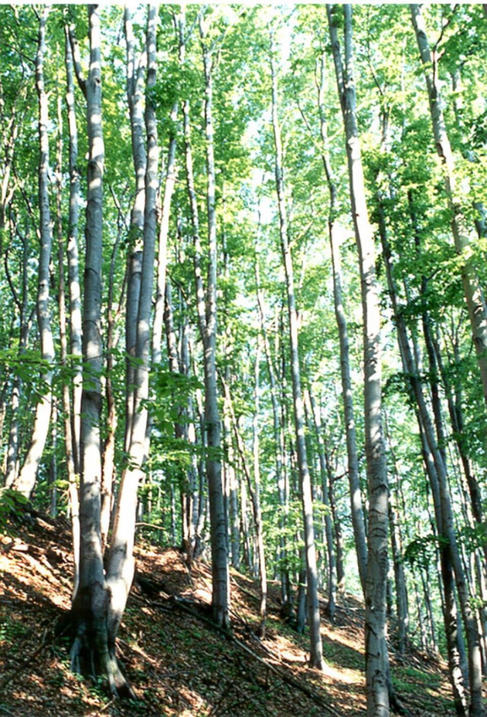 Fondul Bisericesc Ortodox al Bucovinei a pierdut definitiv procesul prin care revendica o suprafață de 166.813,5 hectare de pădure Fondul Bisericesc Ortodox al Bucovinei a pierdut definitiv procesul prin care revendica o suprafață de 166.813,5 hectare de pădure