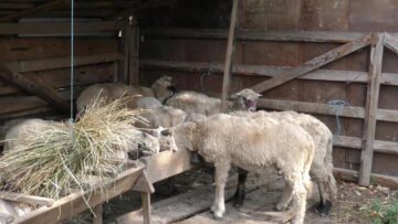 Cârlanii erau ținuți în spațiu îngrădit