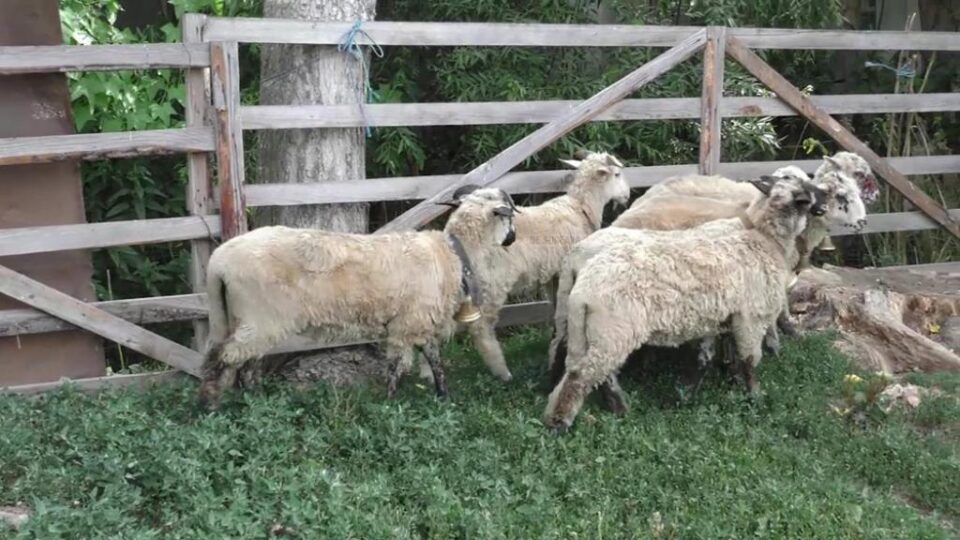 Cârlanii erau ținuți în spațiu îngrădit