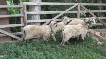 Cârlanii erau ținuți în spațiu îngrădit