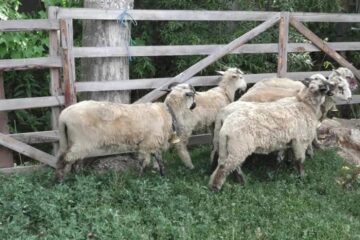 Cârlanii erau ținuți în spațiu îngrădit