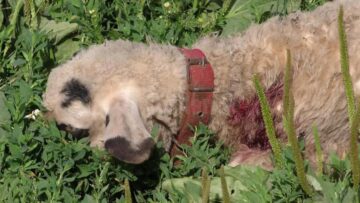 Haitele de câini vagabonzi scăpate de sub control, la Rădăuți, au sfâșiat cinci cârlani