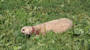 Haitele de câini vagabonzi scăpate de sub control, la Rădăuți, au sfâșiat cinci cârlani