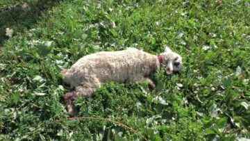 Haitele de câini vagabonzi scăpate de sub control, la Rădăuți, au sfâșiat cinci cârlani