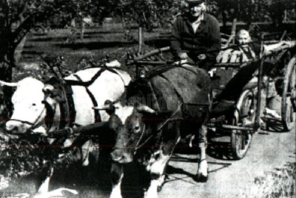 „Răzeșii” „Răzeșii”