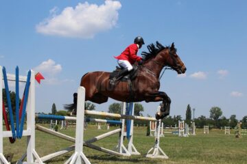 „Caii zburători” de la Rădăuți