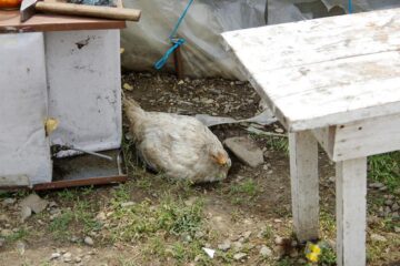 Două tabere de romi își plătesc în zile de muncă șederea pe islaz la Milișăuți