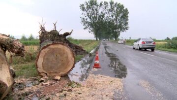 Vijelia a culcat de-a curmezișul DN 17A un plop foarte înalt
