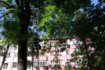 Pisică salvată de pompieri de la 12 metri înălțime