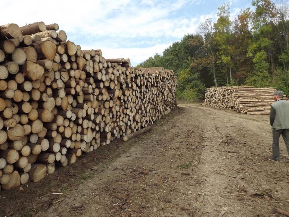 Peste 50% din exporturile făcute din județul Suceava au fost în produse din lemn