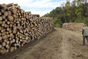 Peste 50% din exporturile făcute din județul Suceava au fost în produse din lemn