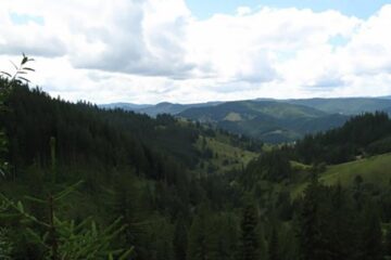 Pădurea, o sursă de venit, chiar de nu este tăiată