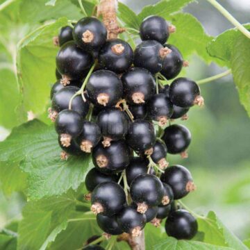 Coacăze negre din soiul Ruben