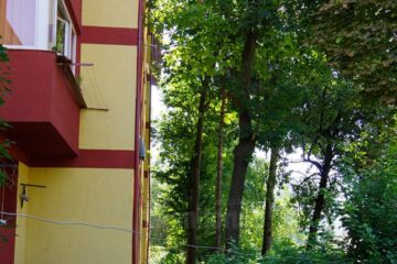 Copaci plantați odată cu construirea cartierului Zamca urmează să fie tăiați, fiind puși peste conductele de canalizare