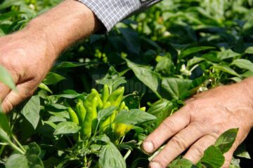 Stațiunea experimentală „Mătrășoaia”
