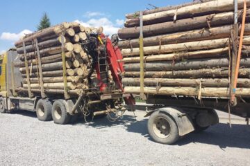 Vehiculul greu transporta bușteni a căror lungime depășea cu mult perimetrul remorcii