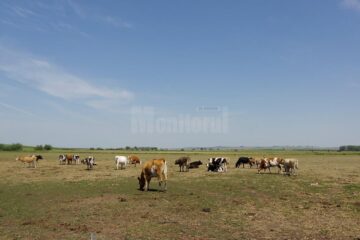 Mii de hectare de islaz sunt pur și simplu pârjolite, iar animalele nu mai au ce paște