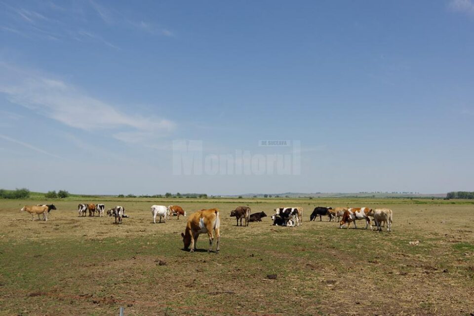 Mii de hectare de islaz sunt pur și simplu pârjolite, iar animalele nu mai au ce paște Mii de hectare de islaz sunt pur și simplu pârjolite, iar animalele nu mai au ce paște