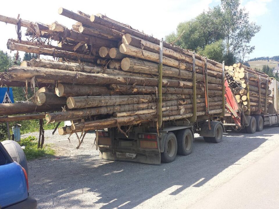 Vehiculul greu transporta bușteni a căror lungime depășea cu mult perimetrul remorcii