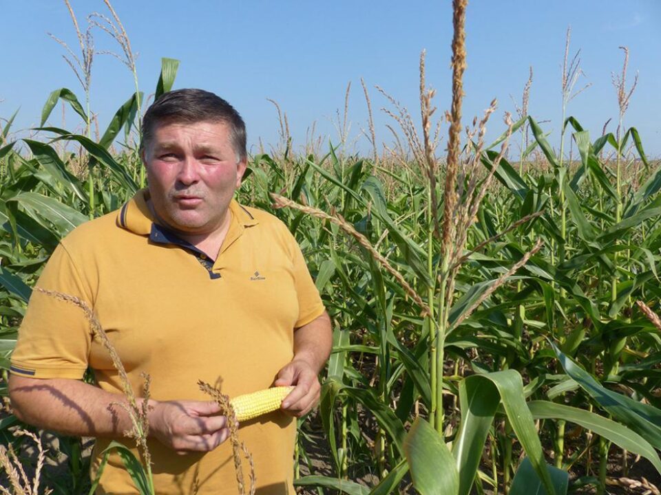 Mihai Flutur s-a arătat sceptic cu privire la faptul că ploile ar mai putea salva cultura porumbului Mihai Flutur s-a arătat sceptic cu privire la faptul că ploile ar mai putea salva cultura porumbului