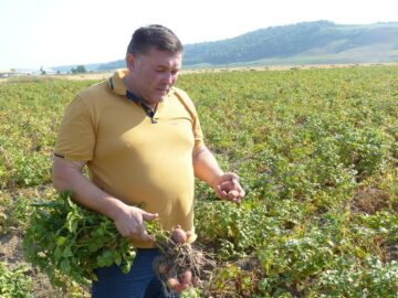 Culturile de cartof și porumb, pârjolite de secetă