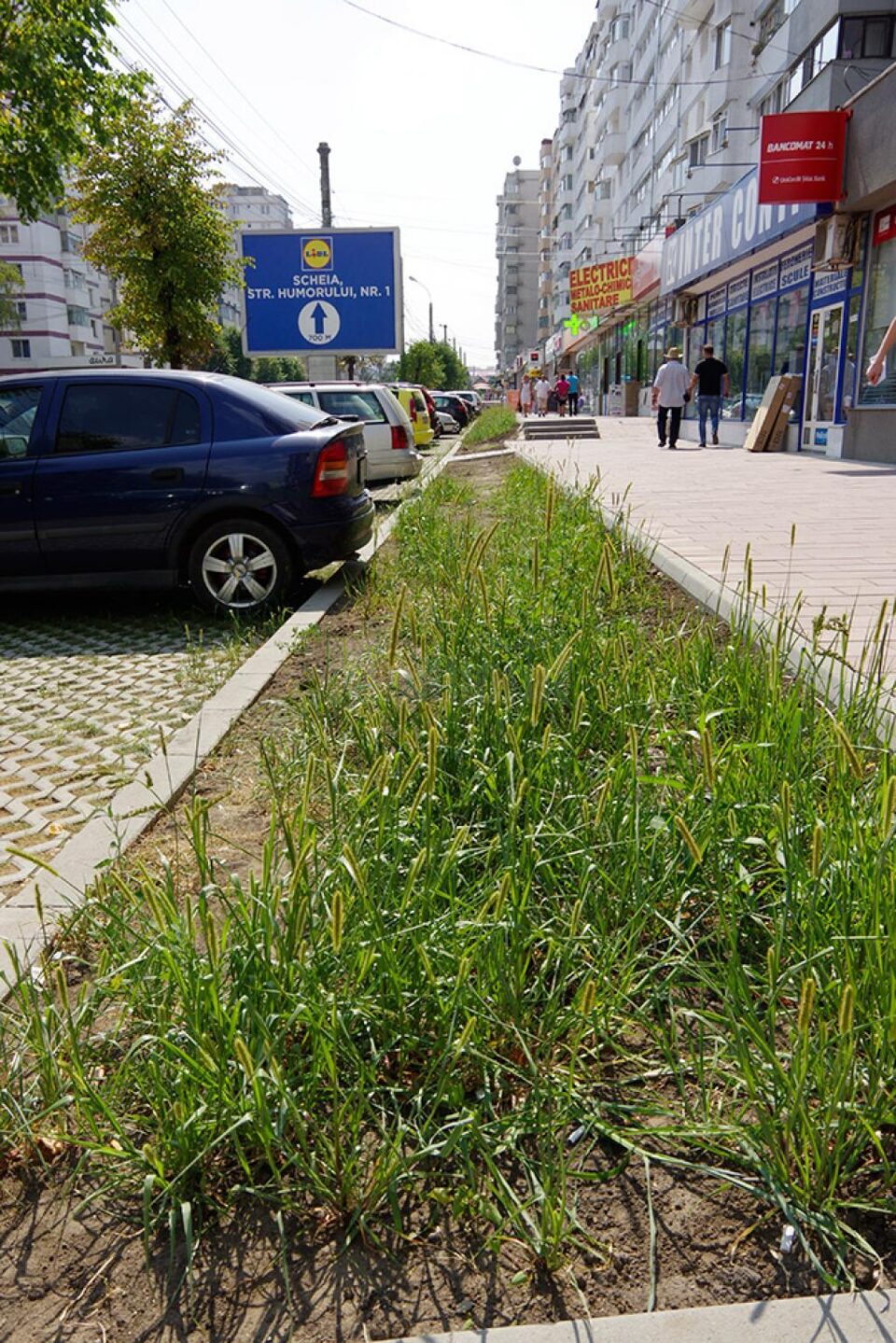 Neîngrijite cum trebuie, spațiile verzi nou-create s-au transformat în junglă urbană