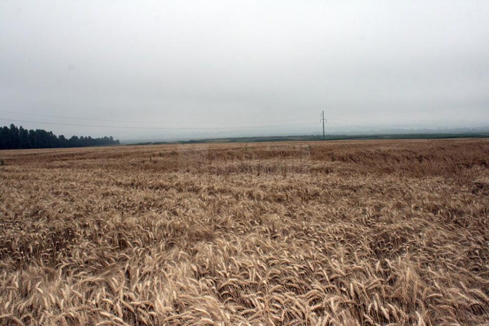 Grâul, singura cultură din care cultivatorii mai pot obține ceva în acest an deosebit de secetos