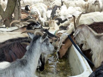 Animalele se înghesuie la sursele de apă