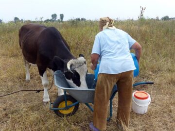 Oamenii fac eforturi mari pentru a-și adăpa animalele