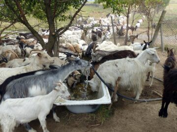 Fântâni secate, apă cărată cu butoaiele din râuri și animale vândute pe doi lei, imaginea de coșmar din satele sucevene