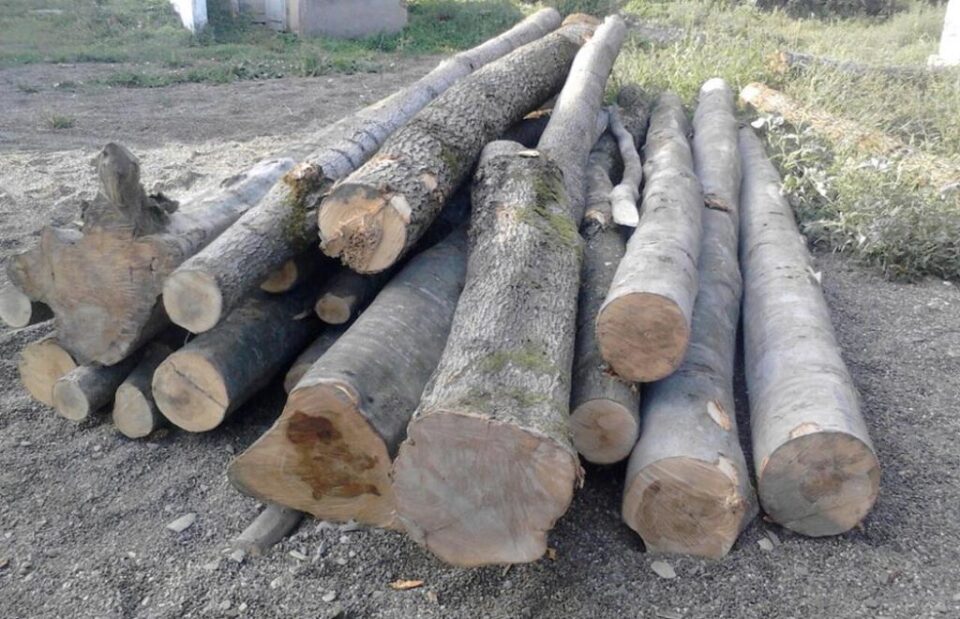 De la Botoșani, la Liteni, cu două căruțe pline de lemne fără documente de proveniență