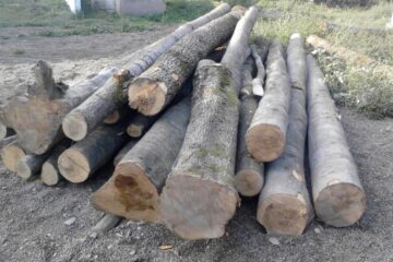 De la Botoșani, la Liteni, cu două căruțe pline de lemne fără documente de proveniență