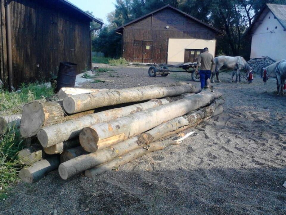 De la Botoșani, la Liteni, cu două căruțe pline de lemne fără documente de proveniență