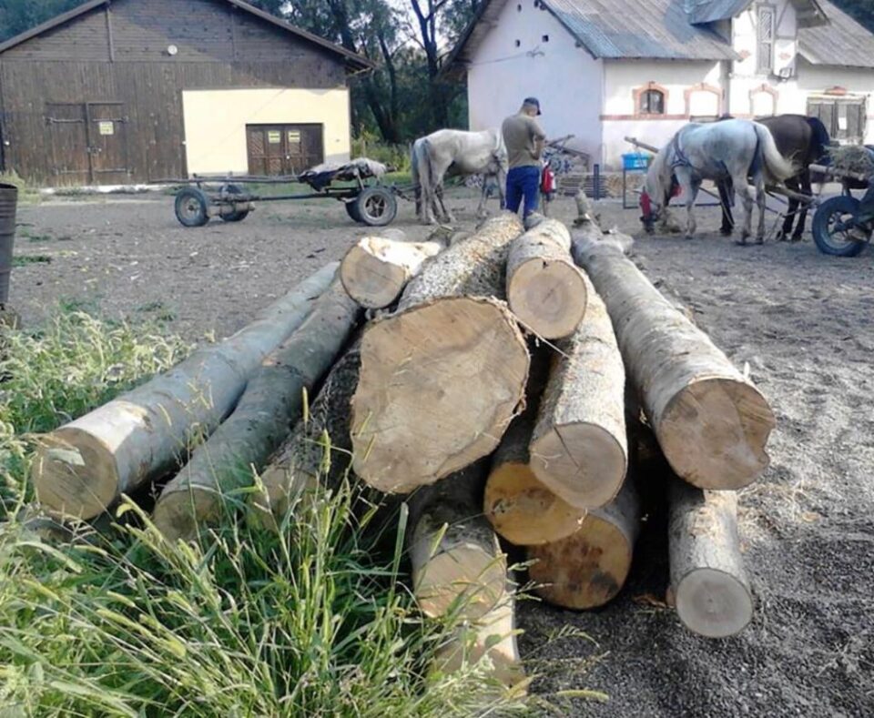 De la Botoșani, la Liteni, cu două căruțe pline de lemne fără documente de proveniență