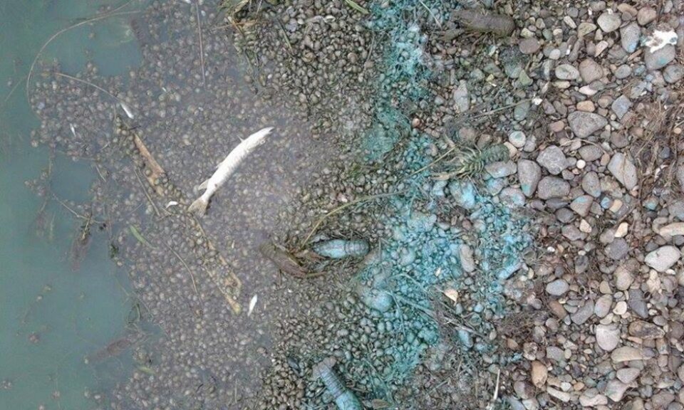 Pești morți în iazul de la Lipoveni
