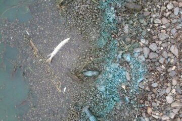 Pești morți în iazul de la Lipoveni