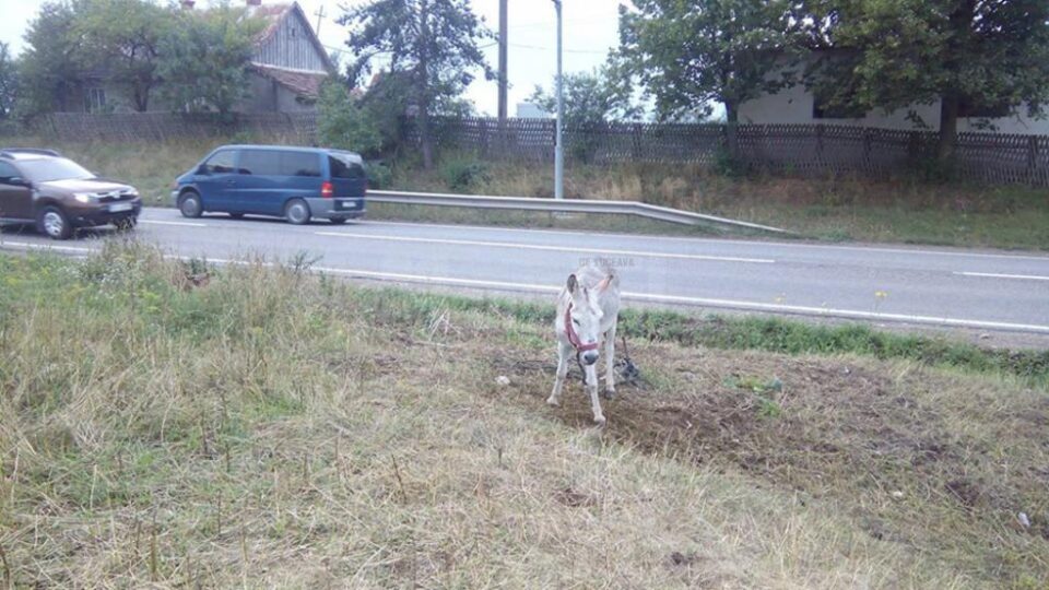 Măgărușul de care au grijă cei trei frați din Iacobești