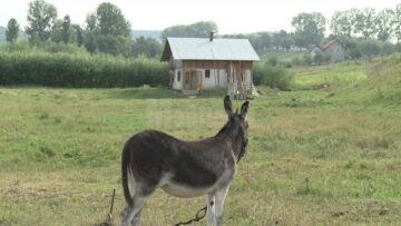 Părinții celor trei frați amărâți care înduioșează trecătorii cu o pancartă pe care scrie „1 leu poza”, așteptați la sediul Protecției Copilului pentru consiliere