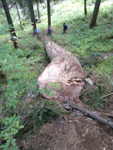 Un minor și concubinul mamei sale, prinși de jandarmi la furat lemne în pădure