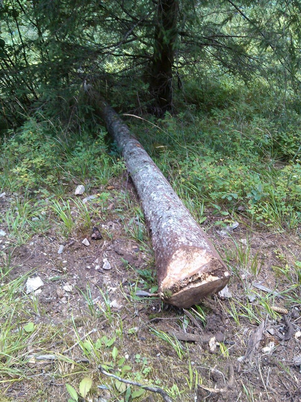 Un minor și concubinul mamei sale, prinși de jandarmi la furat lemne în pădure