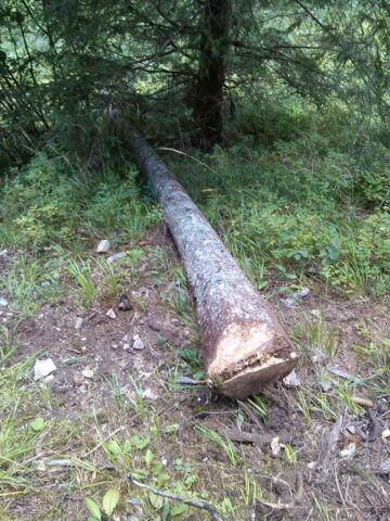 Un minor și concubinul mamei sale, prinși de jandarmi la furat lemne în pădure