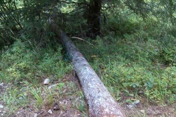 Un minor și concubinul mamei sale, prinși de jandarmi la furat lemne în pădure