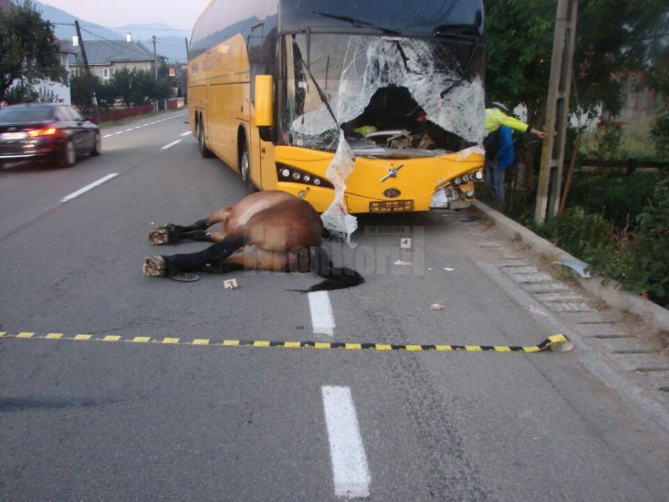 Accident mortal pe DN 17, la Vama, din cauza unui cal lăsat nesupravegheat în mijlocul drumului Accident mortal pe DN 17, la Vama, din cauza unui cal lăsat nesupravegheat în mijlocul drumului