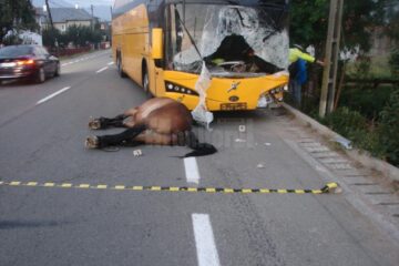 Accident mortal pe DN 17, la Vama, din cauza unui cal lăsat nesupravegheat în mijlocul drumului