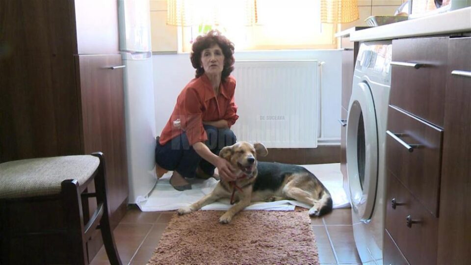 Rex a fost tratat de un medic veterinar și este îngrijit de femeia care a decis să-l salveze