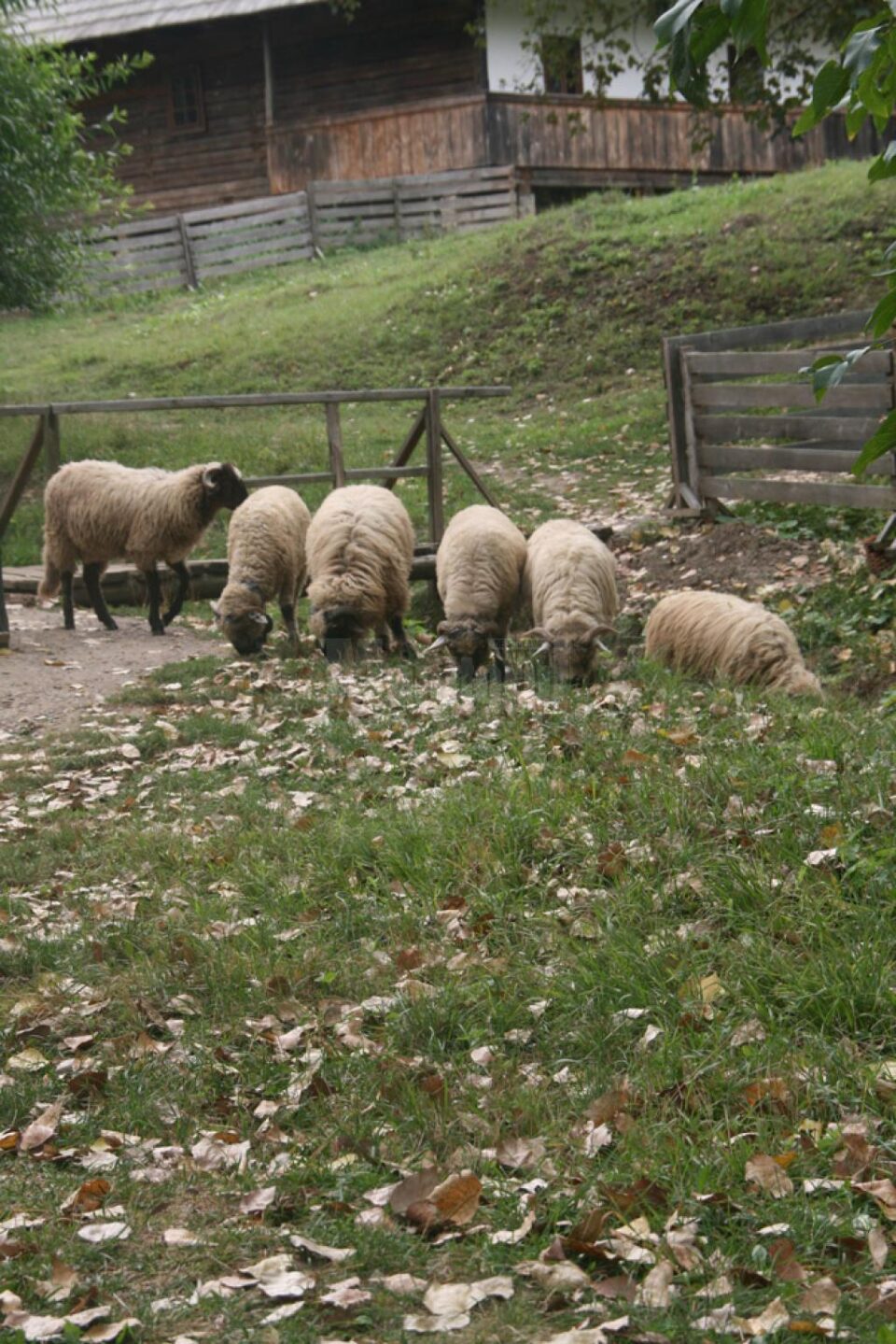 Oile pasc printre casele din Muzeul Satului