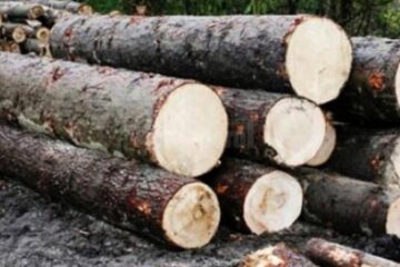 Lemnul a fost predat la Ocolul Silvic Mălini